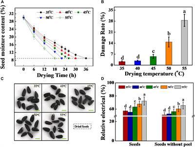 High Drying Temperature Accelerates Sunflower <mark class="highlighted">Seed Deterioration</mark> by Regulating the Fatty Acid Metabolism, Glycometabolism, and Abscisic Acid/Gibberellin Balance